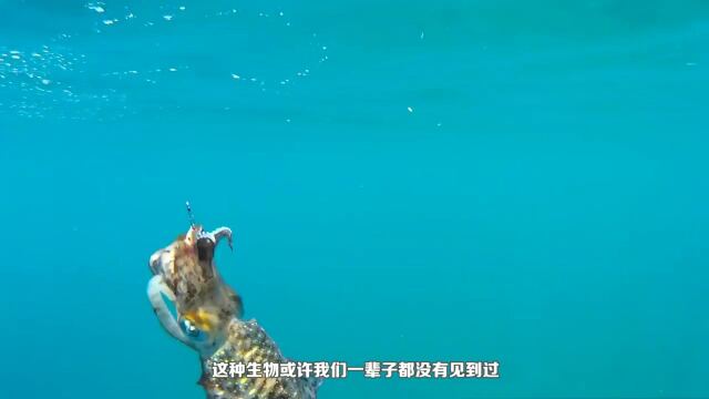 大王乌贼与抹香鲸殊死搏斗,谁能赢得头筹,镜头拍下全过程!