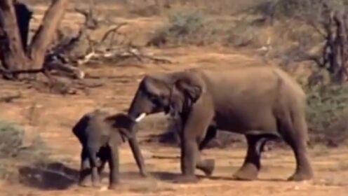 沙漠象只生活在世界上两个地区，纳米比亚是其中之一