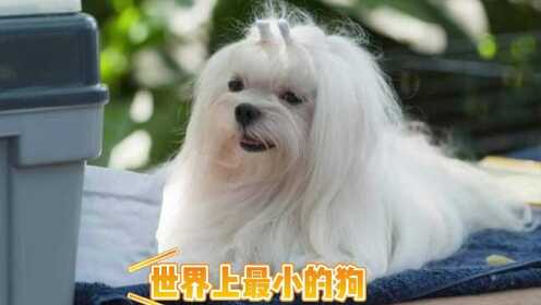 适合家养的小型犬，家庭伴侣犬中国冠毛犬，你见过吗？ ##这个瞬间有点儿燃#征稿活动#