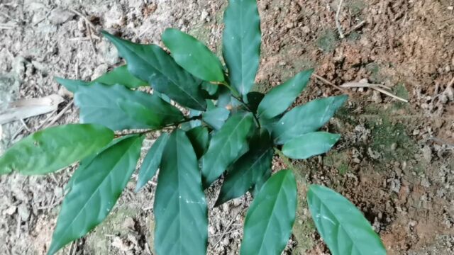 这种植物很多地方都有,别名叫山指甲,是一种野生中草药材,来认识一下