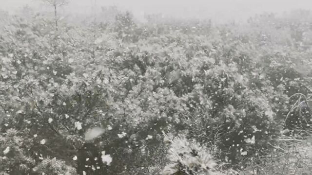 九月大雪纷飞!黑龙江大兴安岭迎来今秋的第一场雪 宛如童话世界