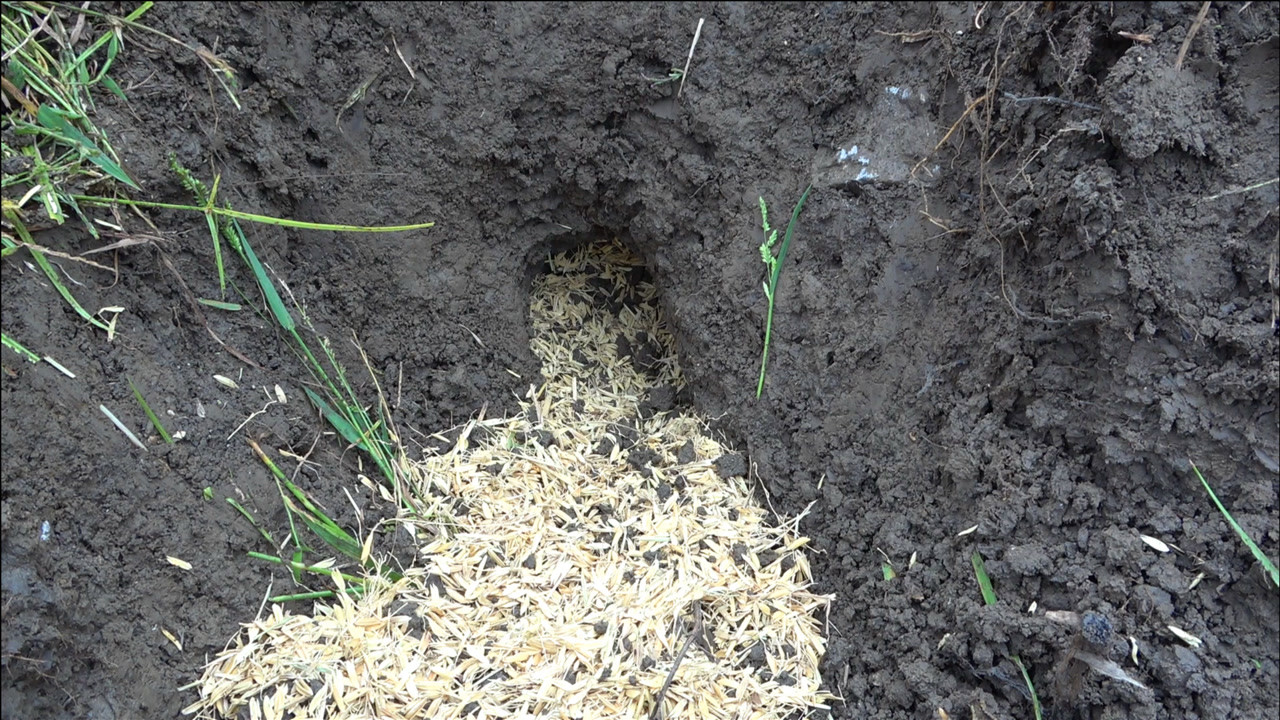 秋收季的土豪老鼠洞,鼠仓满满全是稻谷,越掏出来越多