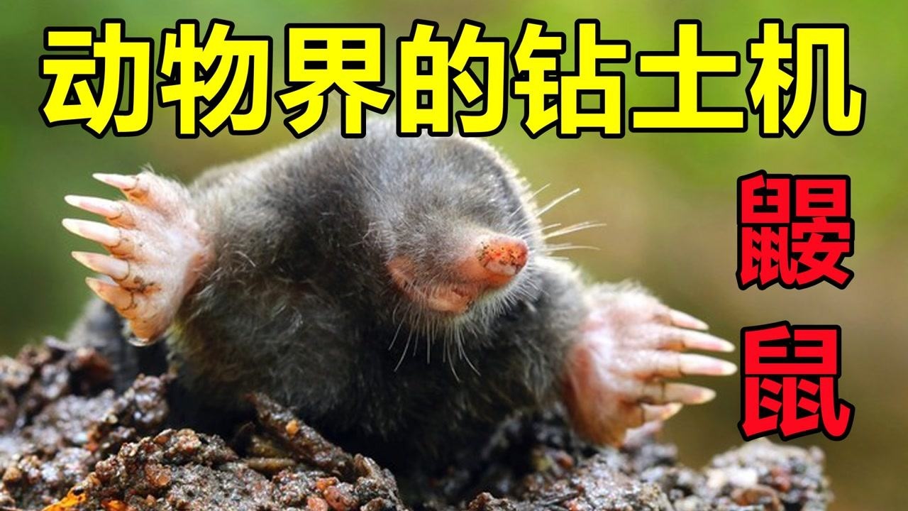 动物钻土机:鼹鼠 !蝼骷和蝗虫的天敌_腾讯视频