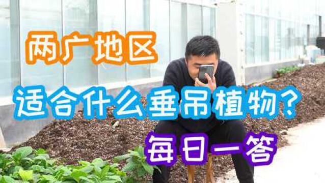 两广地区适合什么垂吊植物?花友们提问千万不要“一叶障目”啊.