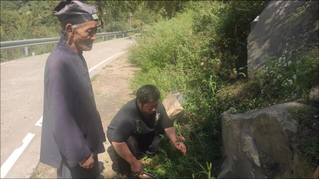 跟着终南山70岁正一派道长上山采药,在石头上发现两种中草药,看看都是什么?