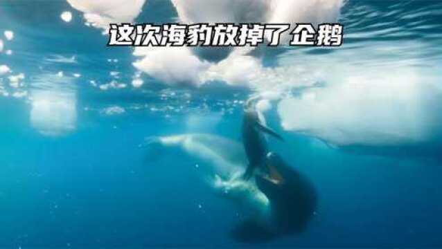 海豹是企鹅的天敌,它为什么不吃企鹅呢?大家知道什么原因吗?