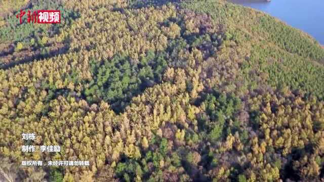 长春净月潭层林尽染林海迎来“最多彩的季节”