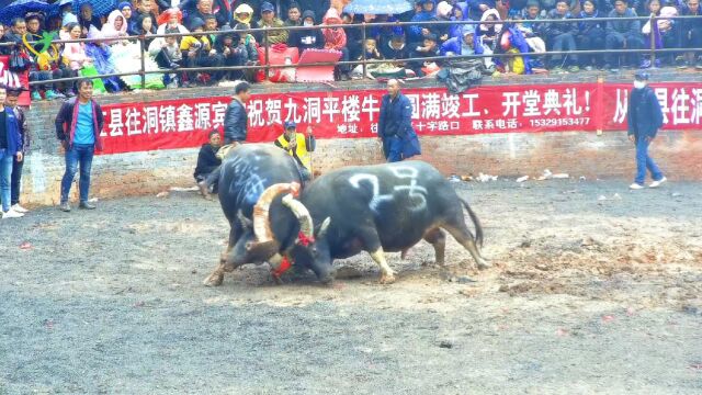 贵州从江:民间娱乐斗牛活动,架里二号VS恰新大雷神.