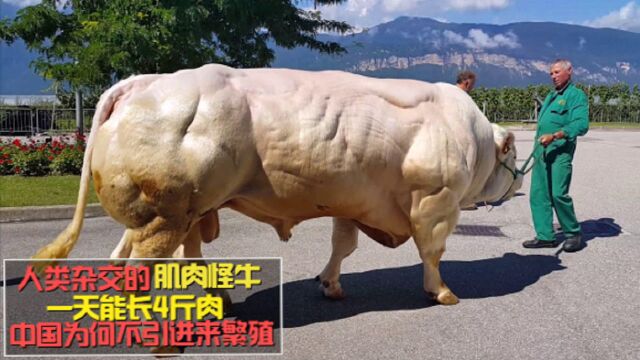 人类杂交的“肌肉怪牛”,一天能长4斤肉,为何我国不引进来?