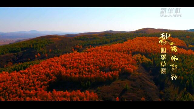 千城胜景|四季草原锡林郭勒——秋