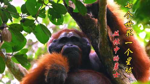 《七个世界 一个星球》纪录片第二集：濒危物种红毛猩猩的求偶方式，居然是比嗓门大？