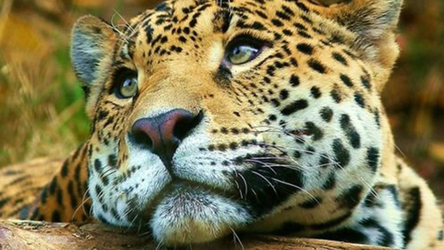 这花豹太可爱了!