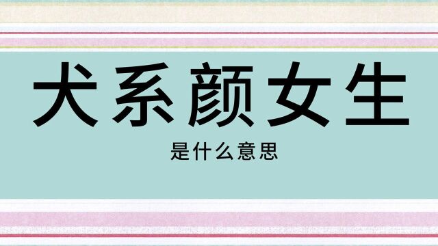 网络用语流行词汇讲解:犬猫系颜女生,这辈子没机会得到