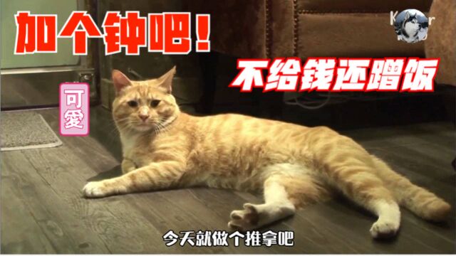 流浪猫进美容店“推拿”,不给钱还蹭饭,结果却成了快递员