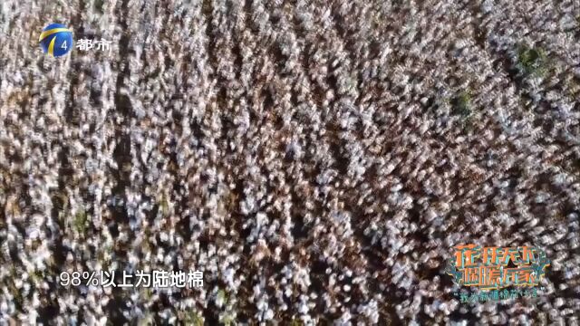 新疆的棉花分为两大类:98%以上的陆地棉和2%的海岛棉