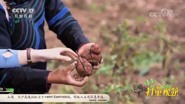 大哥说这种红色的土豆口感更糯、更黏,猪特别爱吃