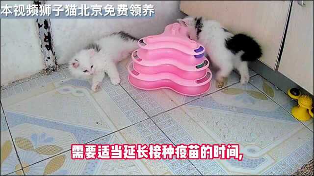 猫咪多大可以打疫苗?北京长毛狮子猫免费领养【新手铲屎官教程之五】