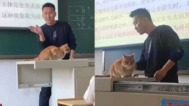 老师为讲清楚“鞭梢效应”,请橘猫上台当教具,教学效果瞬间翻倍