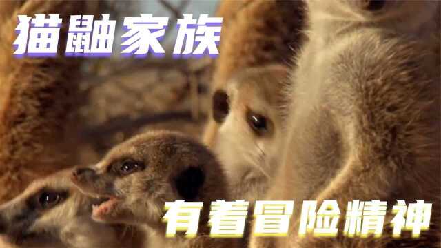 猫鼬家族闪亮登场,天生自带着冒险精神,带你一起近距离去欣赏