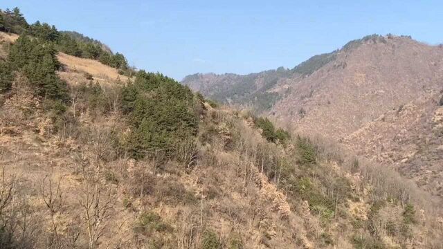 农村大山里常见的松针,采一些晒干泡茶喝,你知道它的作用吗