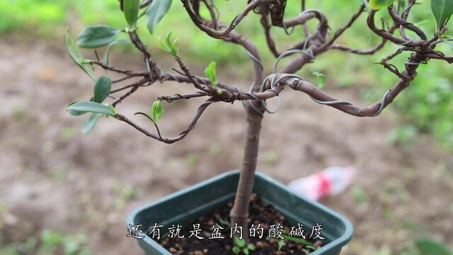 瑞香满树新芽,如何将芽变成叶?瑞香满树新芽,如何将芽变成叶?