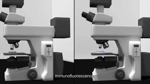 3D科普演示荧光显微镜工作原理,看完后涨姿势了