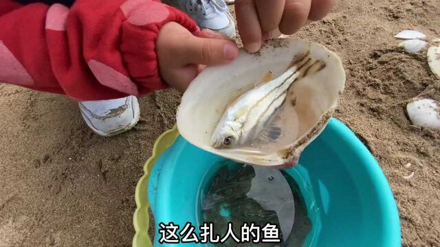 这鱼明明住海里,为什么叫河豚,而不是叫海豚?