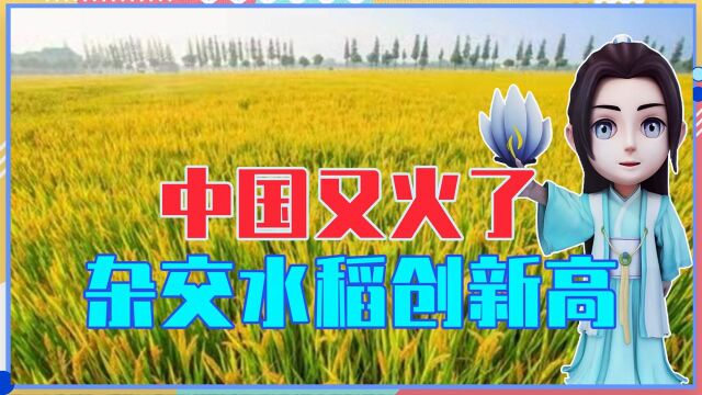 中国又火了,杂交水稻创新高,亩产1326.77公斤,再也不愁没饭吃