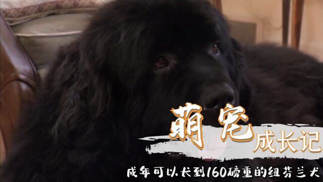 纪录片:成年就可以长到160磅,喜欢嬉戏玩水的纽芬兰犬