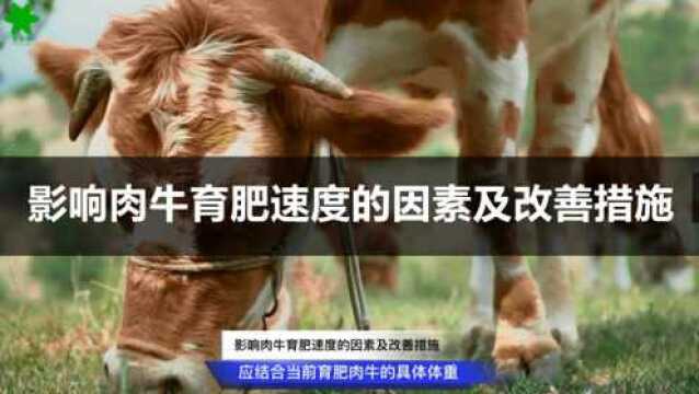 影响肉牛育肥速度的因素及改善措施