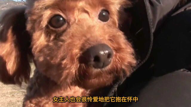 贵兵犬被主人遗弃,囚禁在一个荒废的屋顶上,非常抗拒人类接近