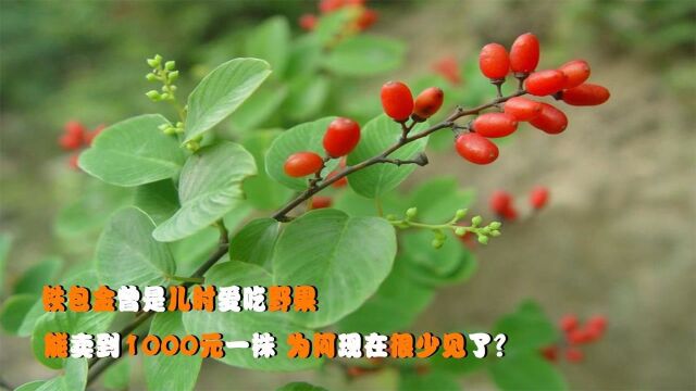 铁包金曾是儿时爱吃野果,能卖到1000元一株,为何现在很少见了?