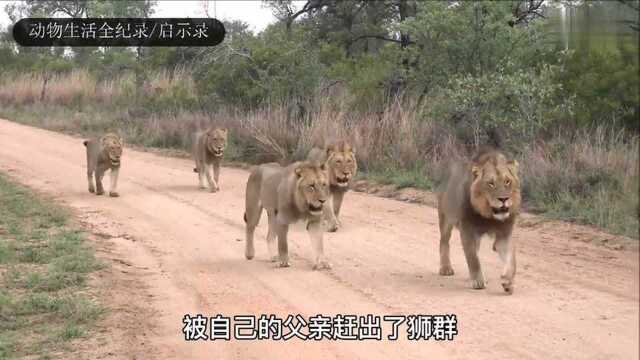 盘点:五大曼联雄狮的巡逻特辑,浩浩荡荡,威武霸道,气势如虹