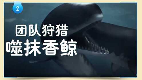 第02集 噬抹香鲸:团队狩猎