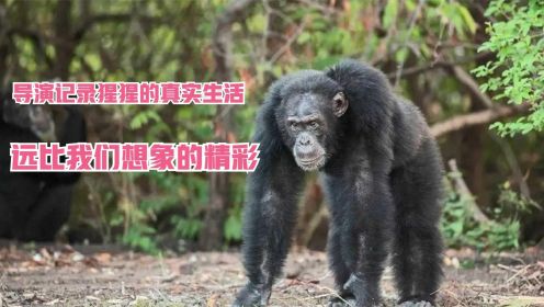 为了争夺王位和交配权，黑猩猩族群互相残杀，场面残忍暴力