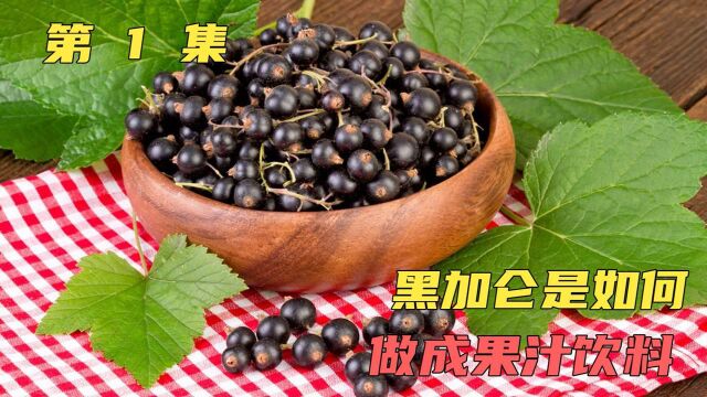 黑加仑是如何做成果汁饮料的