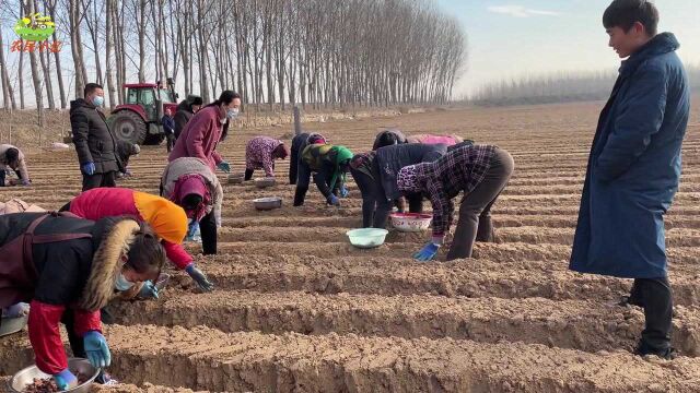 实拍山东网友丹参种植基地,第一次就包300亩地种丹参,真厉害