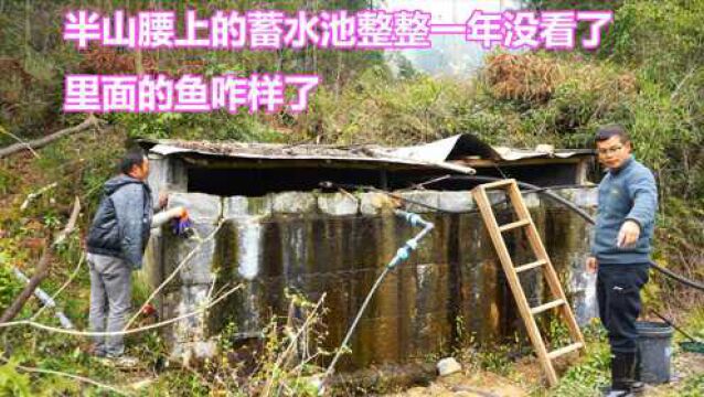 蓄水池之前放了鲤鱼溪石斑清理死老鼠,整整1年未看,效果咋样呢