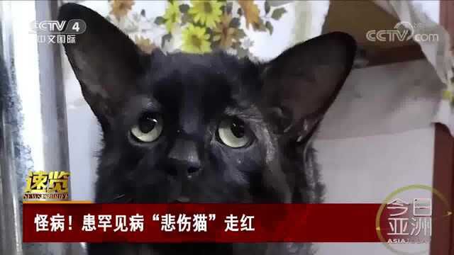 猫咪患罕见病变“悲伤脸”