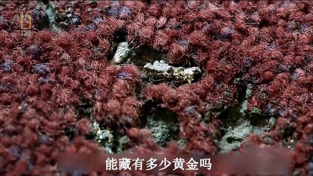 都市寻宝:珠宝店的地毯里,也能找到大量黄金,这下寻宝人赚翻了