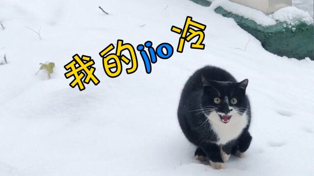 猫咪被赶出窝,一脚踩在雪地上:啊!冰jio呀