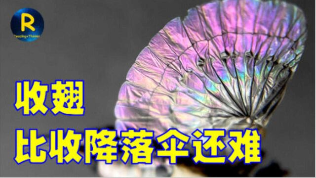 学会剪刀虫神奇的收翅法,太阳能电池板大获成功,折叠净省10倍空间