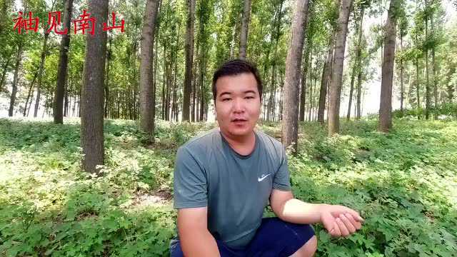 拉拉秧又称“活血草”,生活中有4个好用途,很多人不知道?