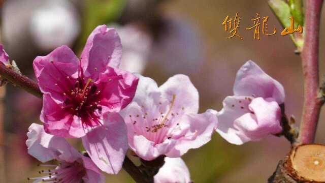 盖州沙岗双龙山形象片第1集春季景观《春暖花香》