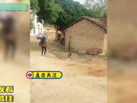 人禽大战爆笑合集:老话说”出门别惹地头蛇,在家别逗鸡鸭鹅!”