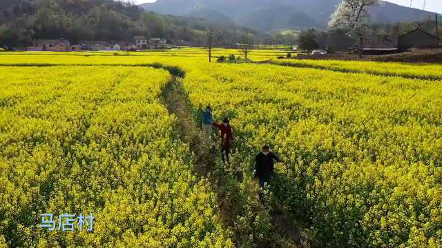 “2022湖北最美油菜花海”评选开始!快来为仙居油菜花海投票!