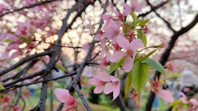 武汉:樱花绽放春光好 夜樱绚丽别样美