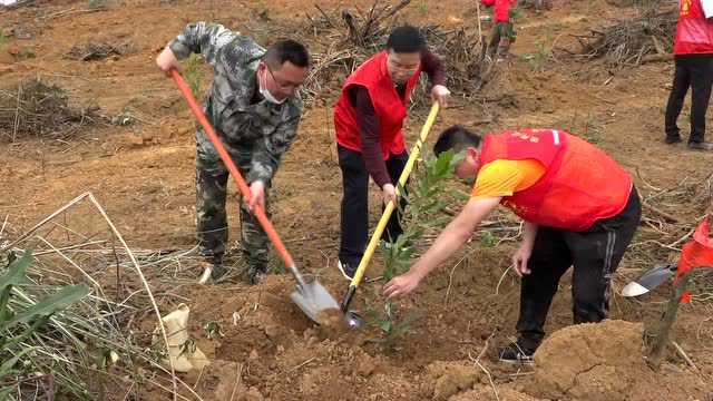 【奋进新征程 建功新时代】扶绥:为大地添绿 助农民增收