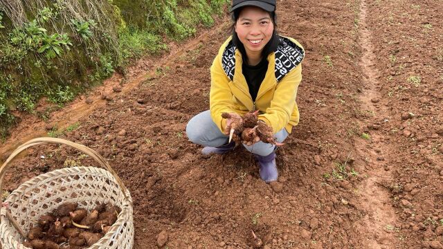 小秀地里种红芽芋头,松土刨地挖坑一气呵成,真是太简单了