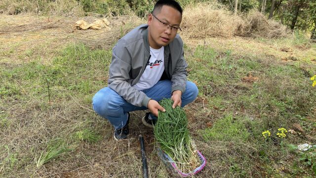 这种野菜被公认为是最好吃的菜,很多人不认识,拍给大家看一下